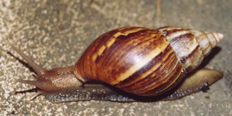 Oblovka žravá (Achatina fulica)