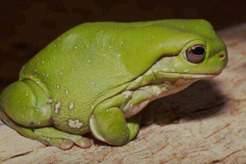 Rosnice siná (Litoria caerulea)