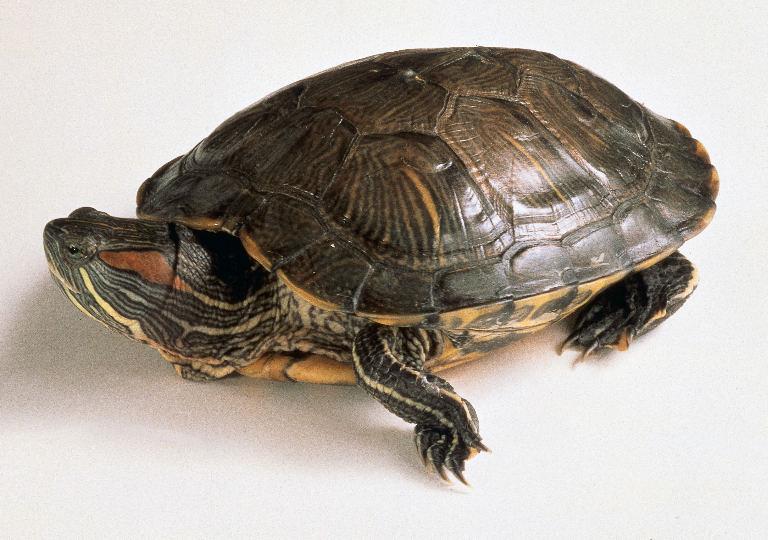 Želva nádherná (Trachemys scripta elegans)