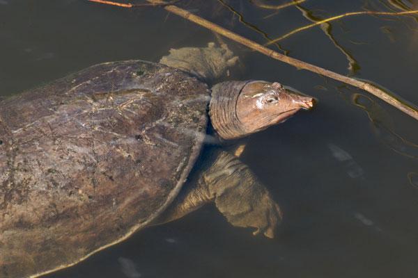 Kožnatka floridská (Apalone ferox)