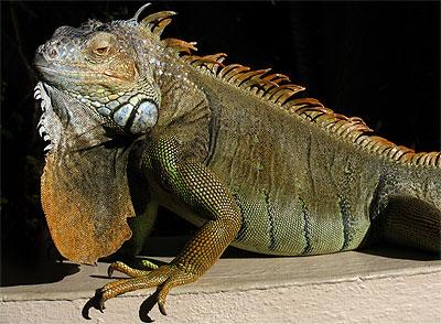 Leguánovití (Iguanidae) – Leguán zelený (Iguana iguana)