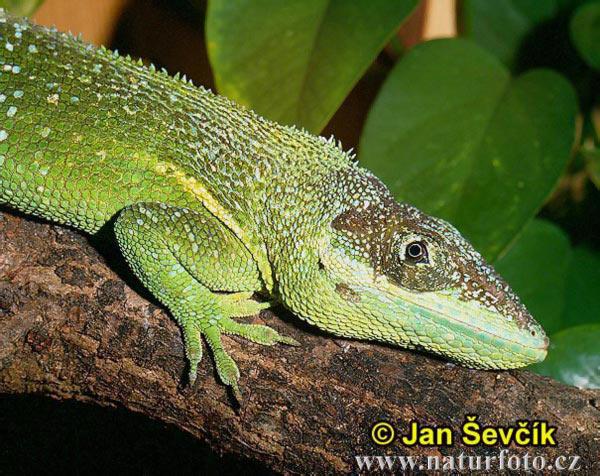 Anolisovití (Polychrotidae) – Anolis rytířský (Anolis equestris)