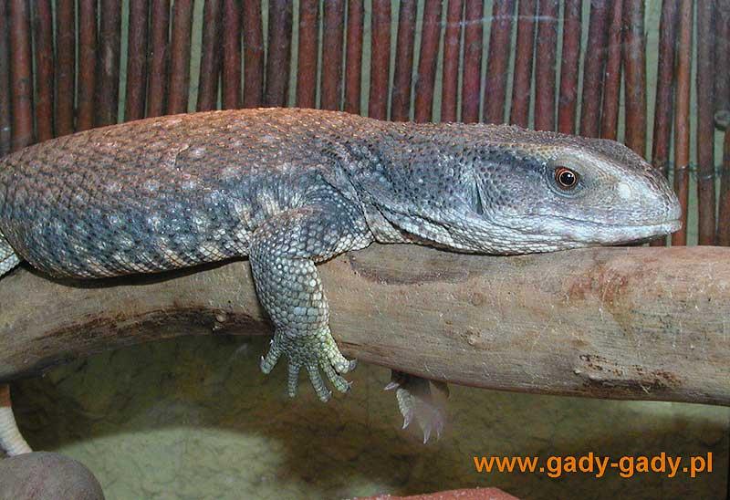 Varanovití (Varanidae) – Varan stepní (Varanus exanthematicus)
