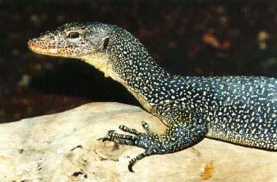 Varanovití (Varanidae) – Varan mangrovový (Varanus indicus)