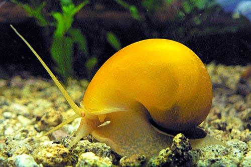 Ampulárka argentinská (Pomacea bridgesi)
