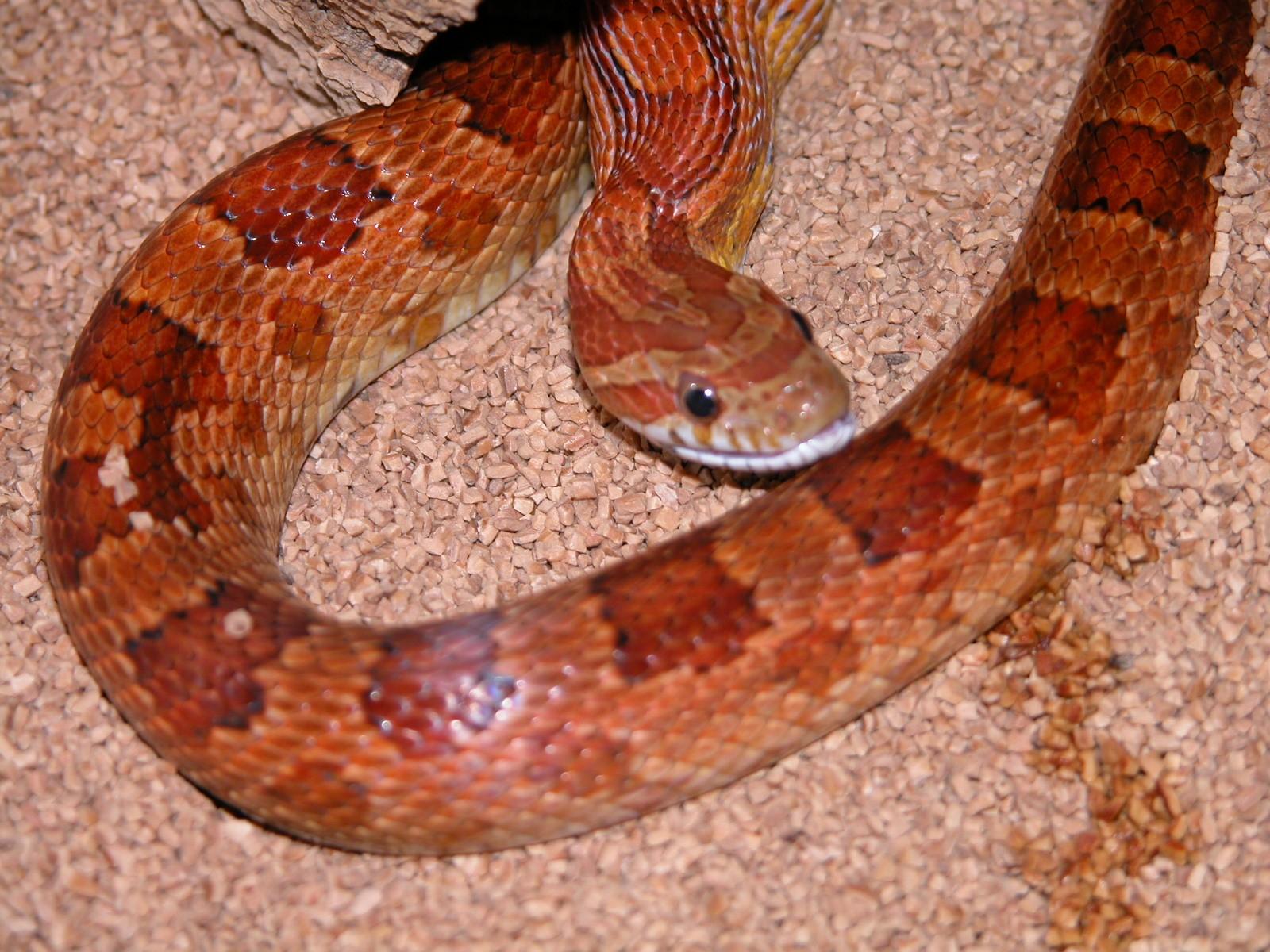 Užovkovití (Colubridae) – Užovka červená (Elaphe guttata)