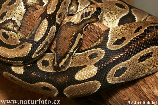 Krajtovití (Pythonidae) - Krajta královská (Python regius)