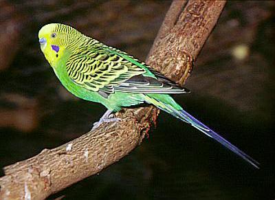 Užovkovití (Colubridae) – Užovka červená (Elaphe guttata)
