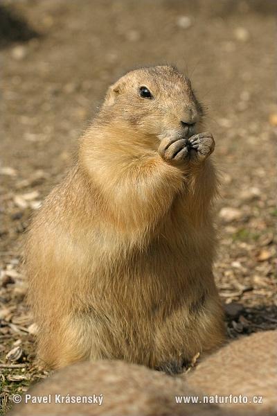 Veverkovití (Sciuridae) – Psoun prériový (Cynomys ludovicianus)