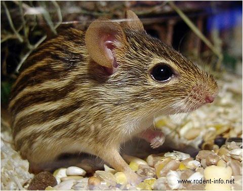 Myšovití (Muridae) – Myš zebrovaná (Lemniscomys barbarus)