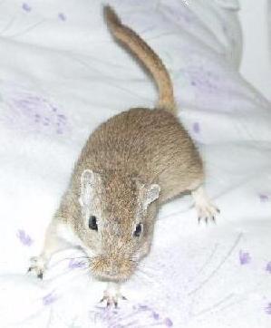  Pískomil mongolský (Meriones unguiculatus)