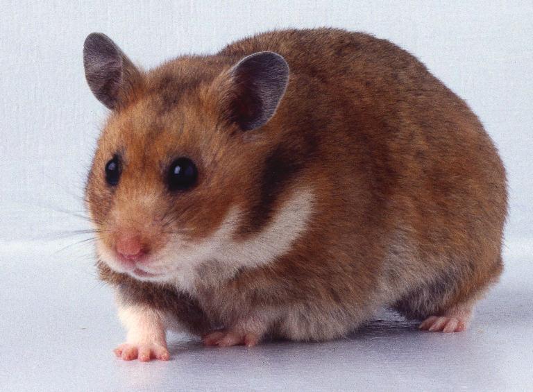 Křeček syrský (Mesocricetus auratus)