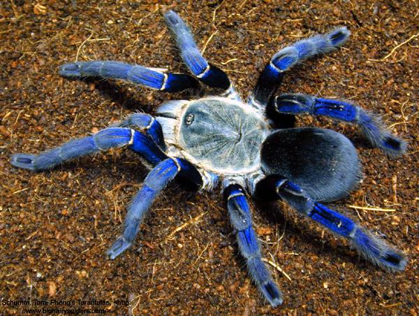 Sklípkan (Haplopelma lividum)