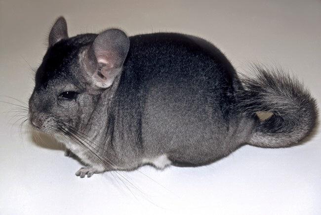 Činčilovití (Chinchillidae) – Činčila vlnatá (Chinchilla lanigera)