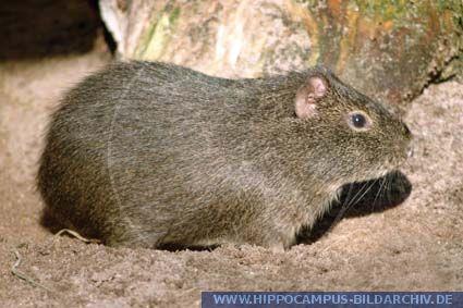 - Morčatovití (Cavidae) – Morče domácí (Cavia aperea)