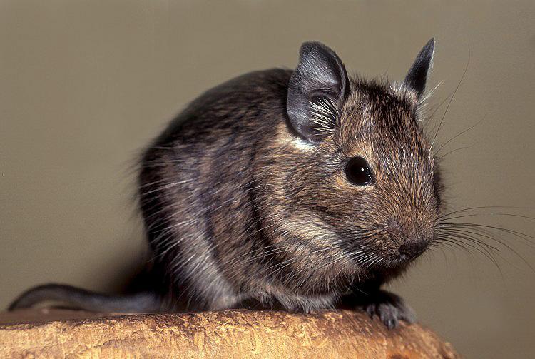 Osmákovití (Octodonidae) – Osmák degu (Octodon degu)