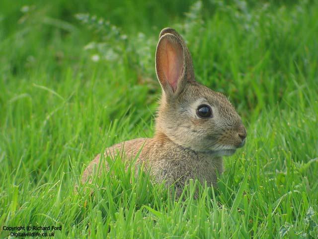 - zajícovití (Leporidae) – Králík divoký (Orictolagus cuniculus)