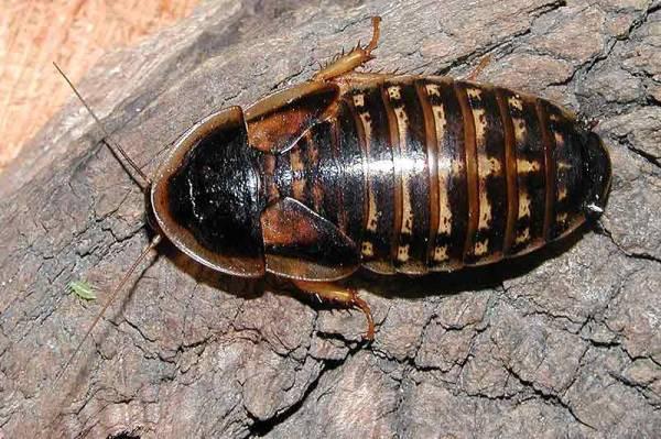 Šváb argentinský (Blaptica dubia)