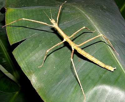 Pakobylka rohatá (Medauroidea extradentata)