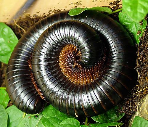Mnohonožka (Archispirostreptus gigas)