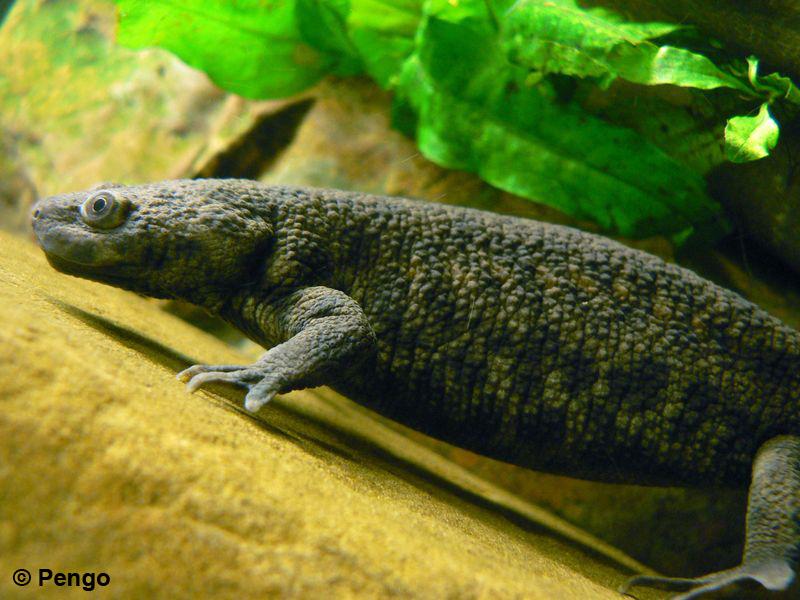 Žebrovník waltlův (Pleurodeles waltlii)